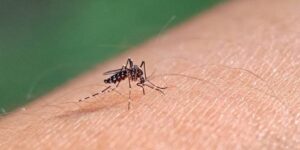 Bahia chega a 21 mortes por dengue em 2024