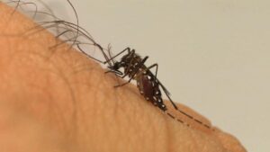 Brasil registra recorde histórico de mortes por dengue e quase 4 milhões de casos prováveis