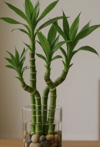 10 dicas para manter o bambu-da-sorte como elemento decorativo e ainda atrair boas energias para dentro de casa