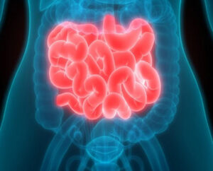 Fraqueza constante: como a inflamação intestinal reduz a absorção de nutrientes a longo prazo