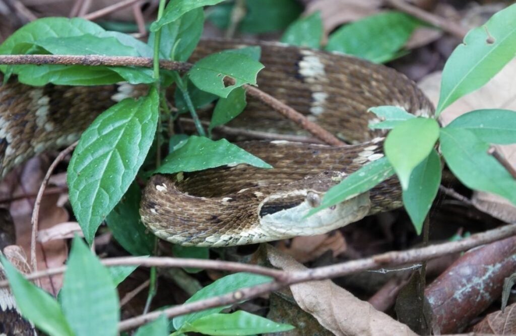 Feira de Santana lidera ranking de acidentes com serpentes peçonhentas na Bahia e reforça alerta para prevenção